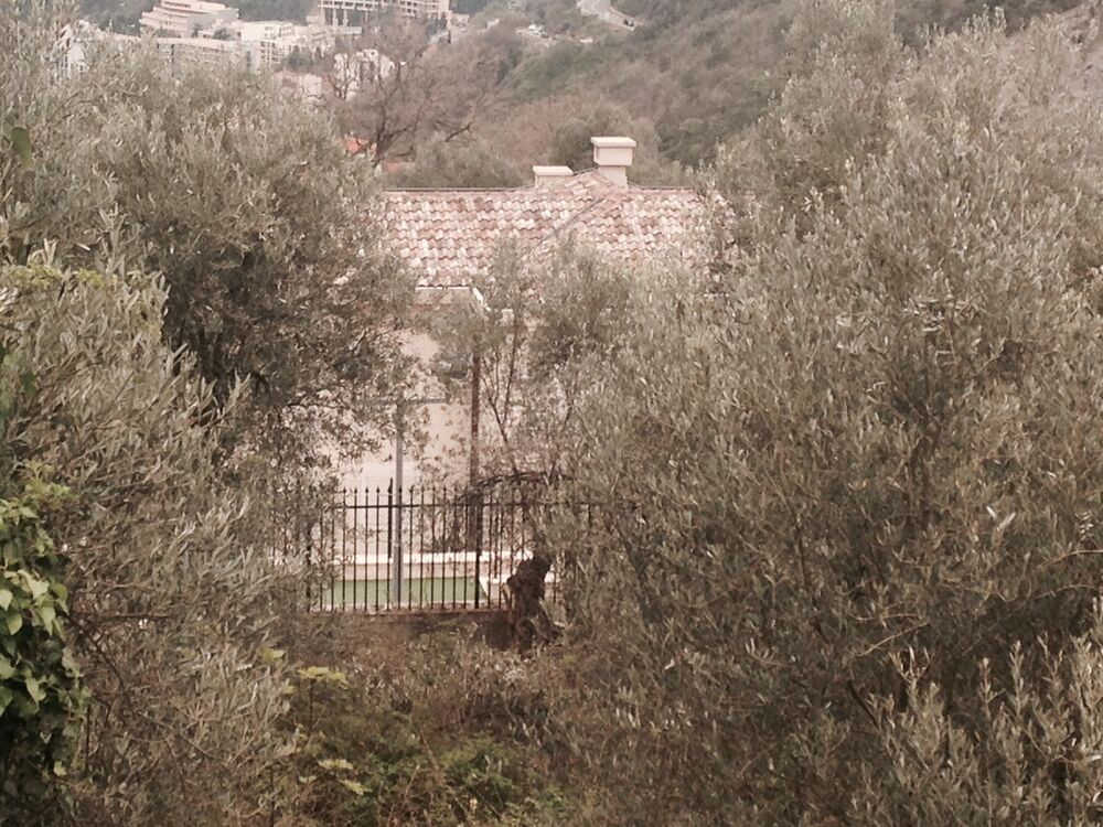 Saša Marković ubistvo