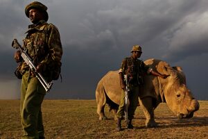 Na svijetu postoji samo još jedan mužjak bijelog nosoroga i čuvaju...