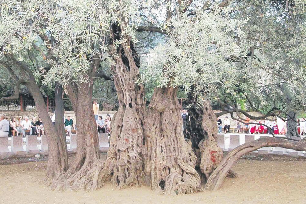 maslina Mirovica, Foto: Arhiva Vijesti