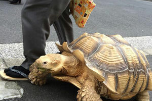 Ovaj gospodin u šetnju vodi svog ljubimca - kornjaču