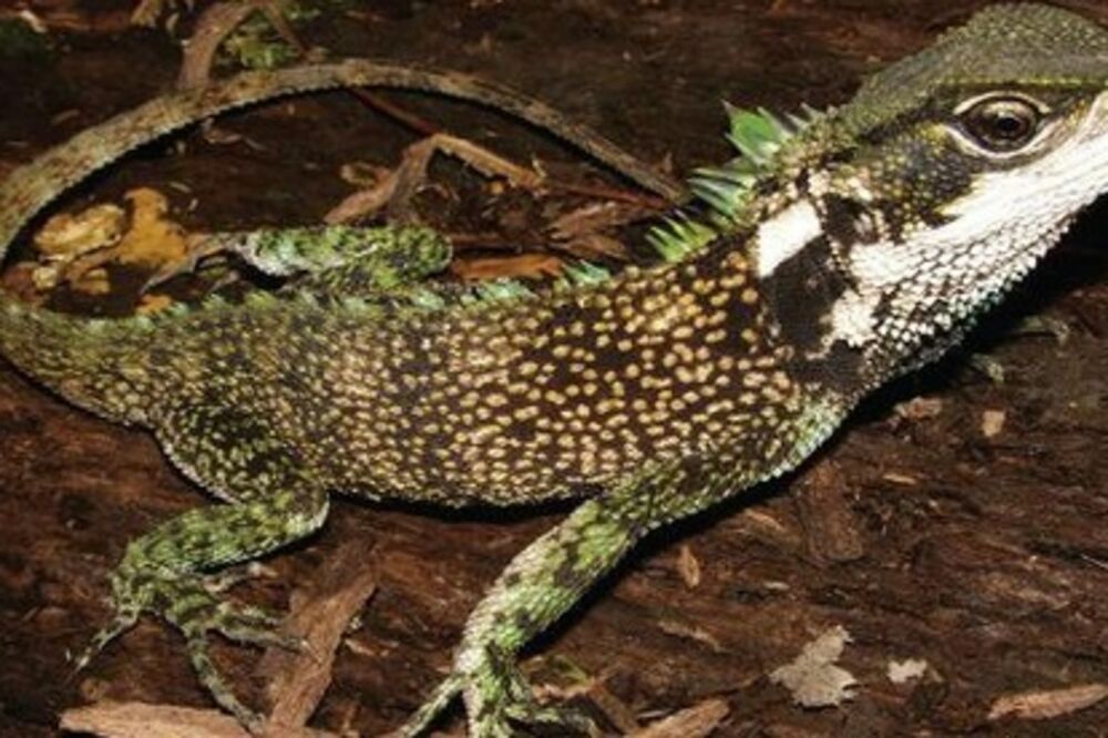 GUŠTER, Foto: Twitter