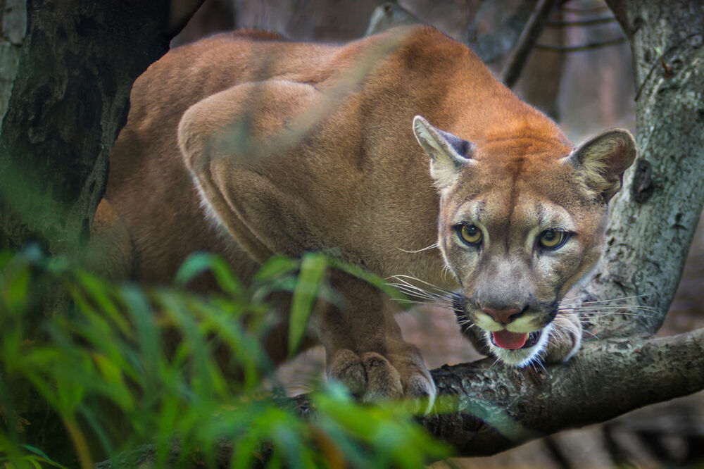 puma, Foto: Shutterstock