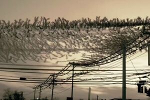 Spektakularan prizor ptica koje iznenada polijeću sa dalekovoda...