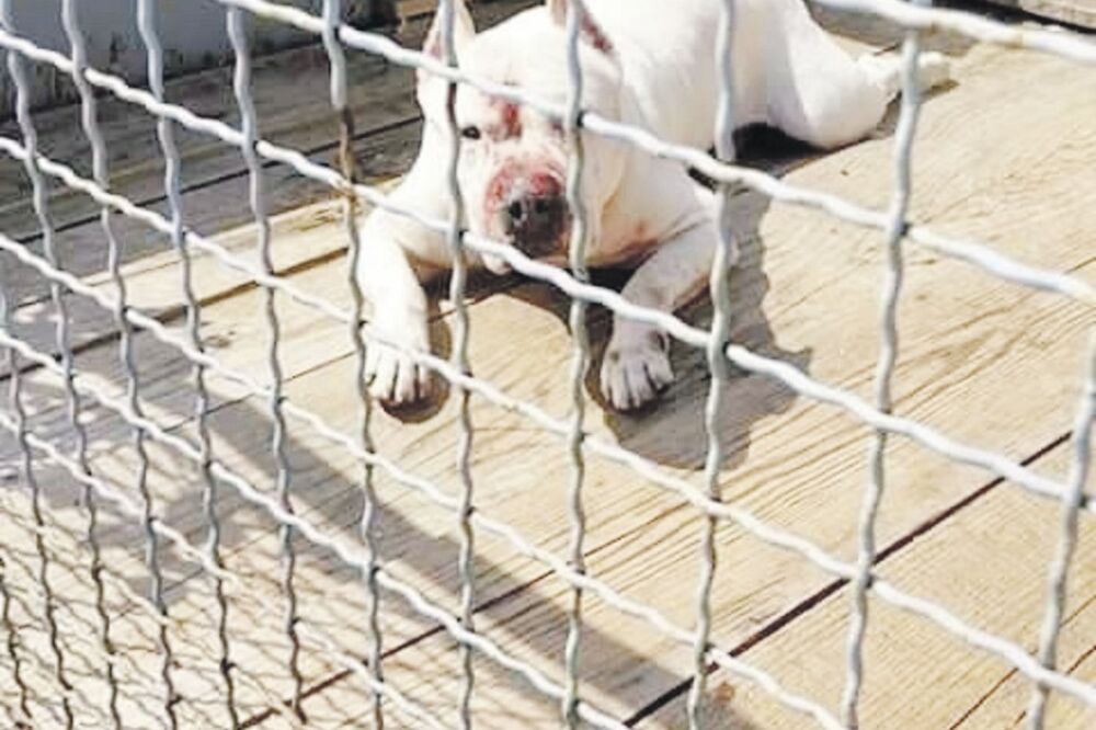 Staford, Foto: Facebook