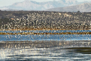 Malta glasala za nastavak proljećnog lova na ptice