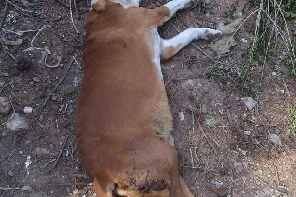 mučenje životinja, Foto: Facebook