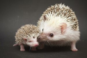 Ježevi prekinuli gradnju stambenog područja kod Pariza