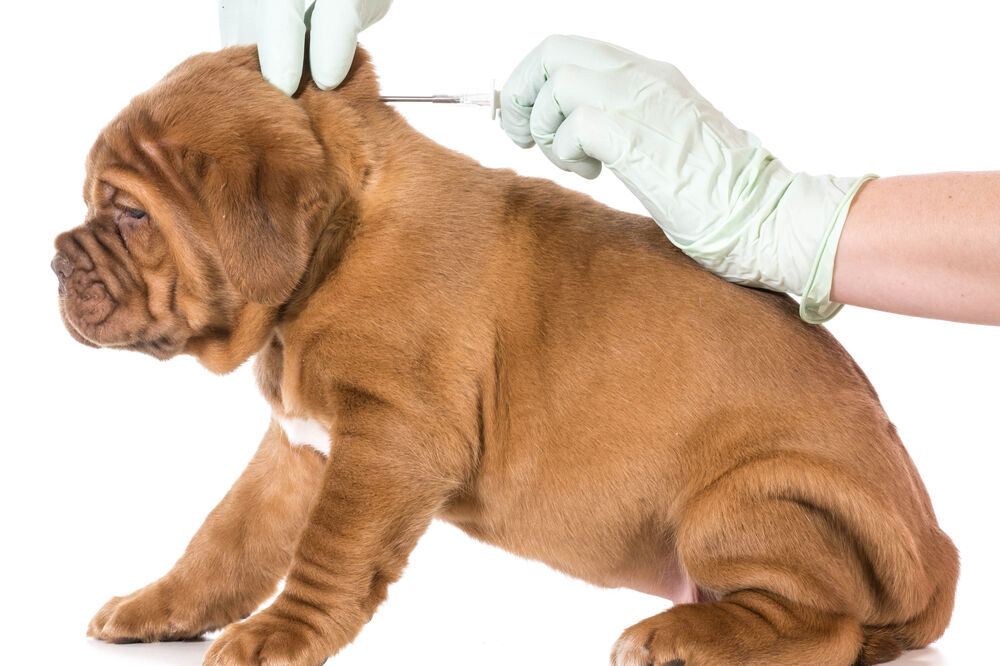 mikročip, registracija pasa, Foto: Shutterstock