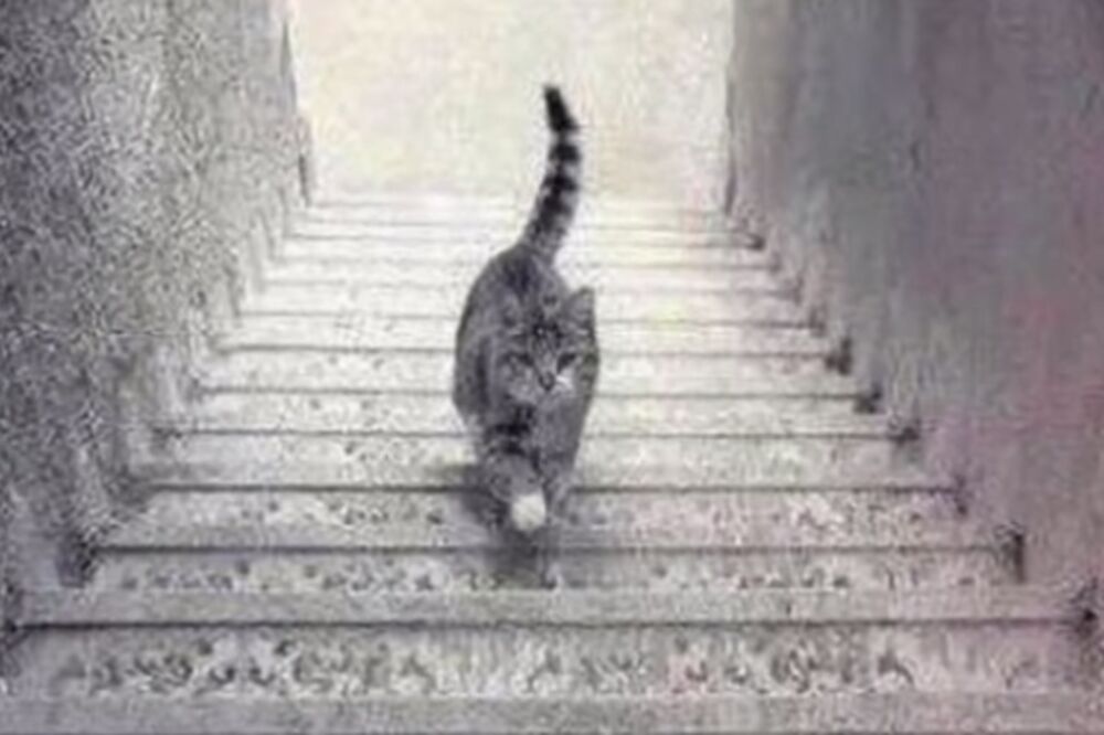 Mačka, Foto: Printscreen