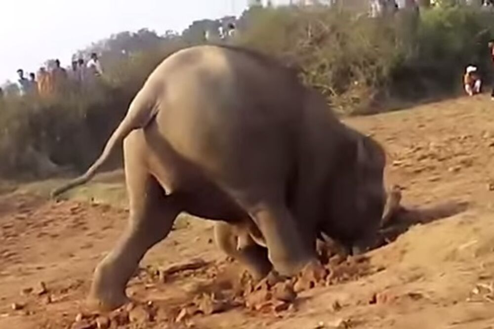 slonica, Foto: Screenshot (YouTube)