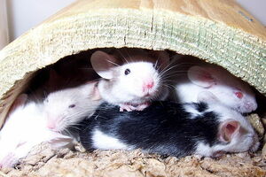 Brazil: Pustili miševe u parlament
