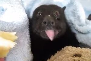 Pogledajte kako mladunče leteće lisice uživa u bananama [VIDEO]