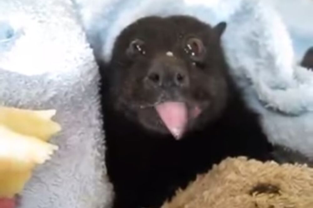 leteća lisica, Foto: Screenshot (YouTube)