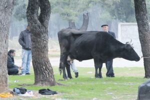 Dozvoljena prodaja stoke na Stočnoj pijaci u Podgorici