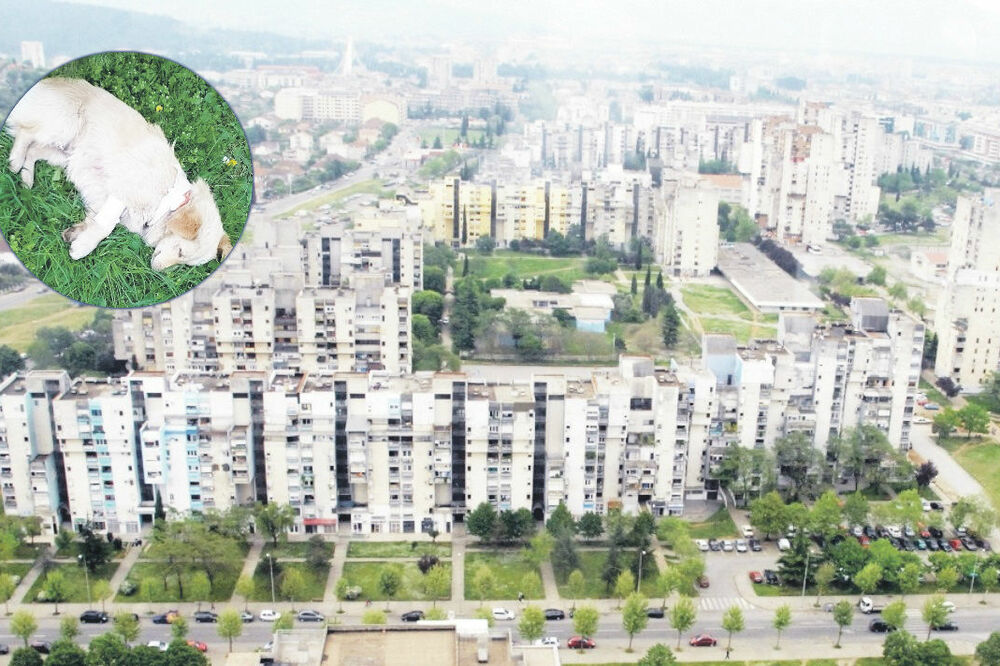 pas upucan u Bloku pet, Foto: Vijesti online