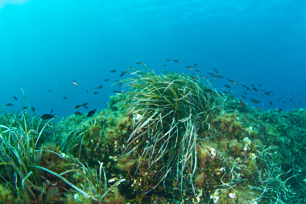 Morska trava, Foto: Shutterstock