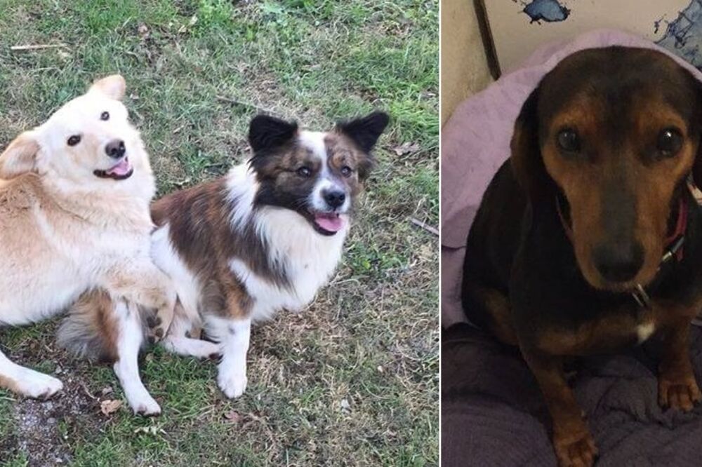 udomljavanje pasa, Foto: Spas