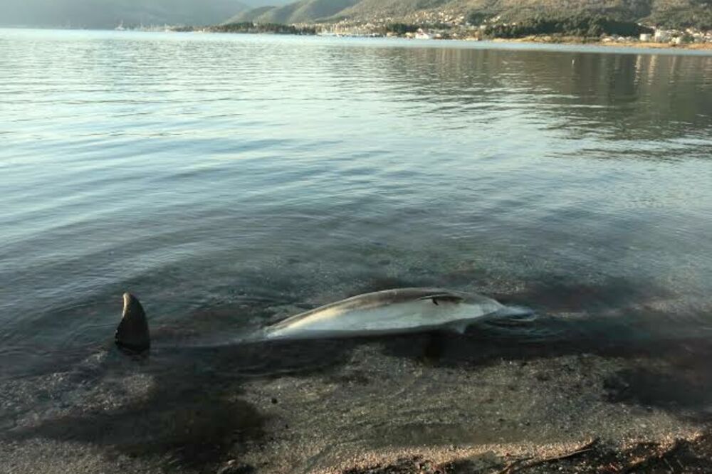 uginuli delfin, Tivat, Foto: Radio Tivat