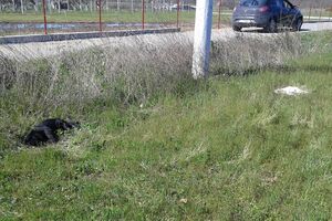 Više pasa i mačaka otrovano u Danilovgradu: Građani ogorčeni na...