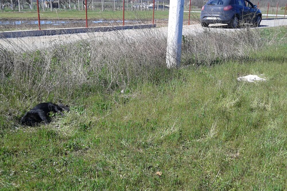 otrovani psi, Danilograd, Foto: Jelena Jovanović