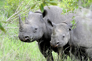 Ugroženi crni nosorog još uvijek na udaru lovokradica
