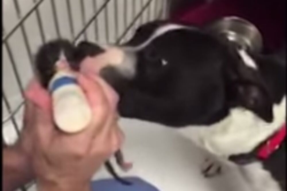 pit bul terijer, Foto: Screenshot (YouTube)