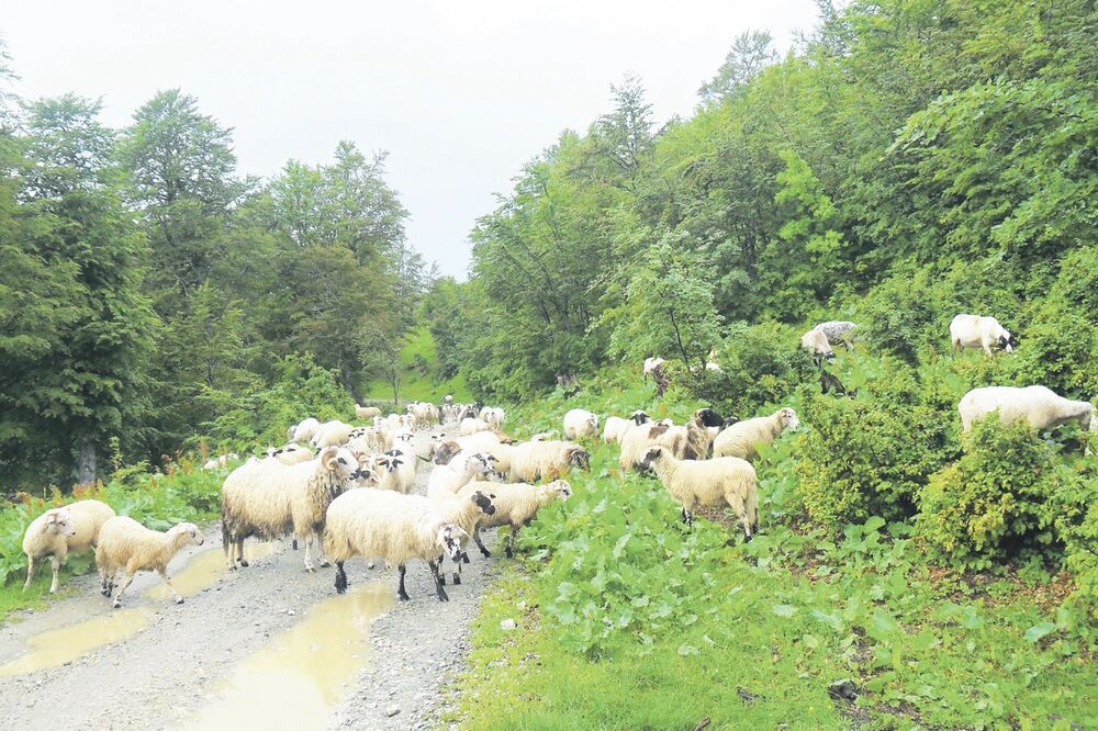 ovce, stado ovaca, Foto: Dragana Šćepanović