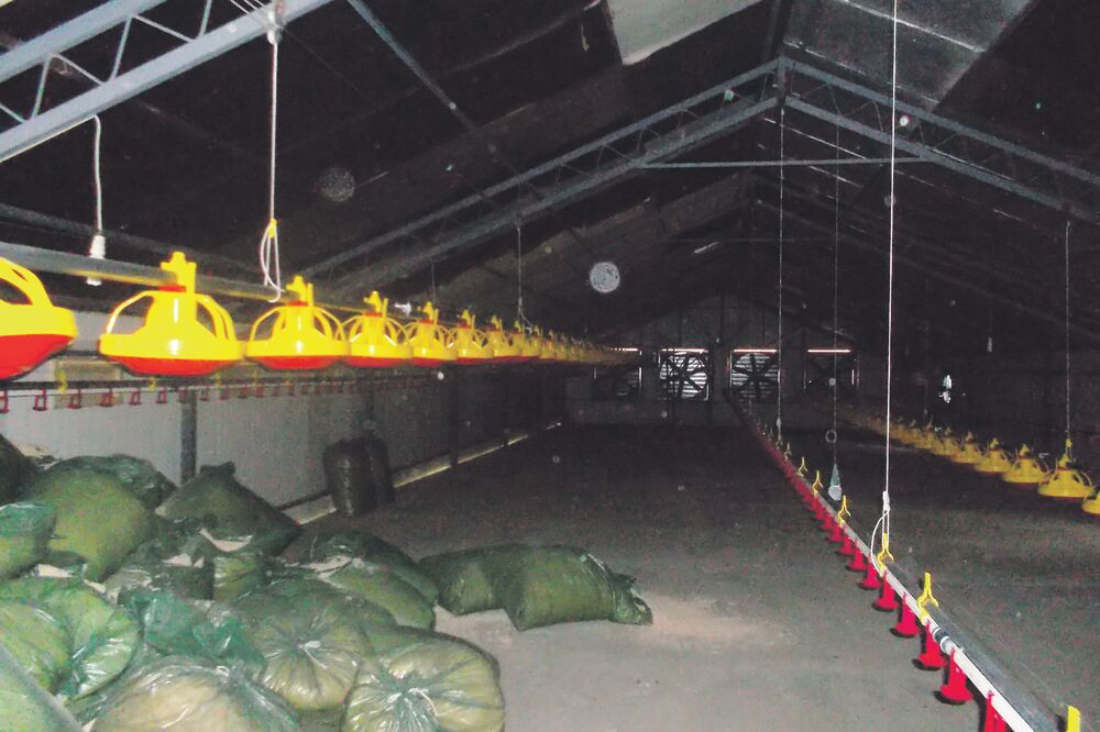 Pile sajt, Foto: Dragana Šćepanović