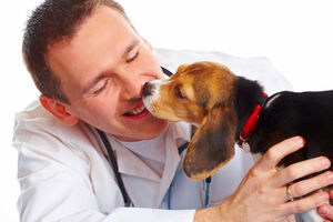 Da li pseći poljubac može da ojača naš imuni sistem?