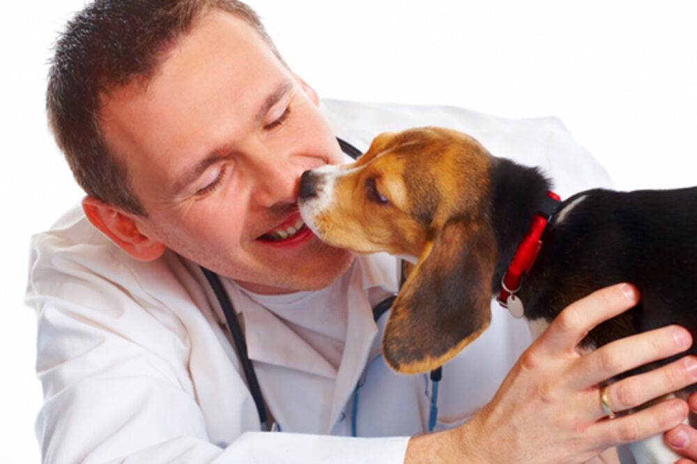 pas, kućni ljubimac, veterinar, Foto: Shutterstock.com