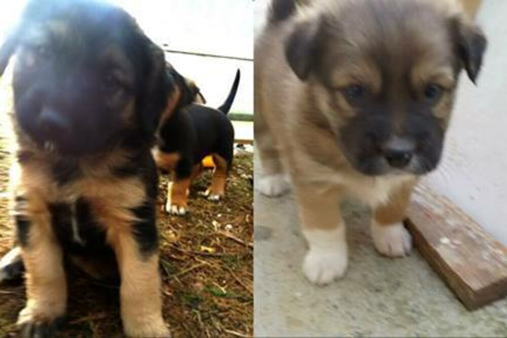 udomljavanje pasa, Foto: Spas