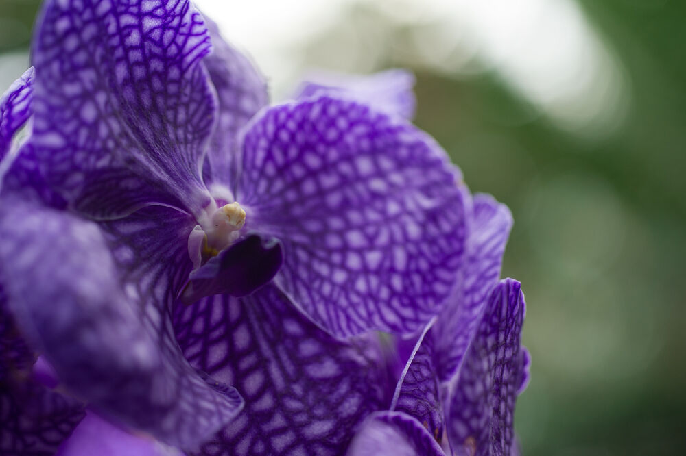 orhideja, Foto: Shutterstock