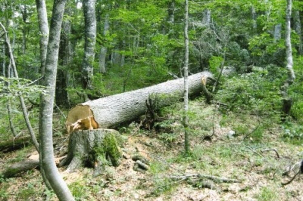 šume_2, Foto: ARHIVA VIJESTI