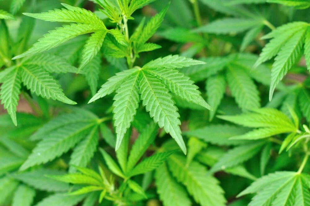 marihuana, kanabis, Foto: Shutterstock