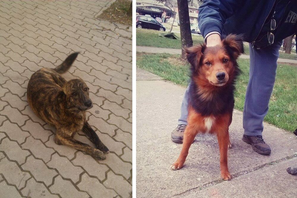 udomljavanje pasa, Foto: Spas