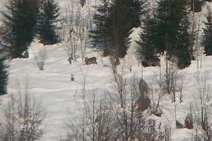 Nesvakidašnji prizor: Košute i srne na padinama uz Taru