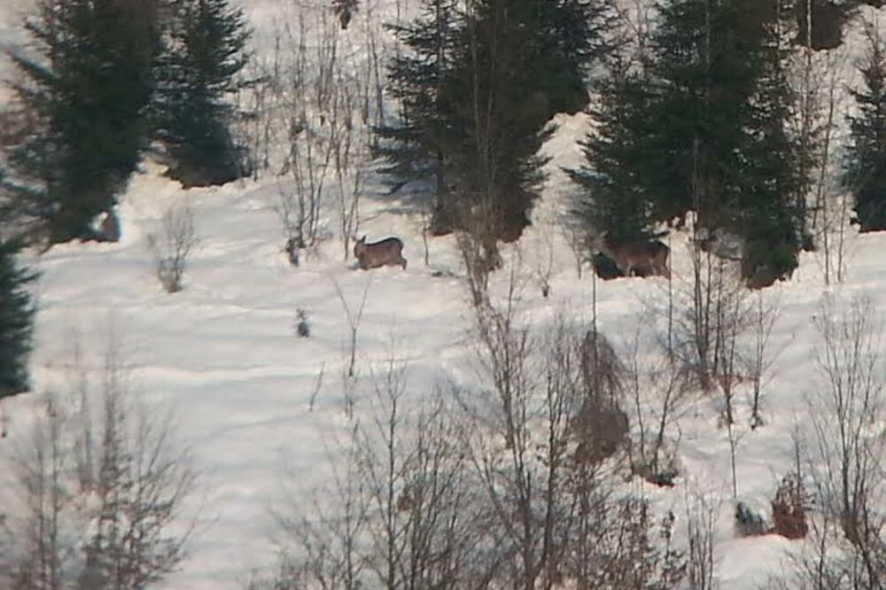 srne, Štitarice, Foto: Privatna arhiva