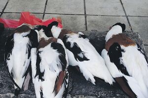 Prodaja pernate divljači u Ulcinju: "To su male patke, donose ih...