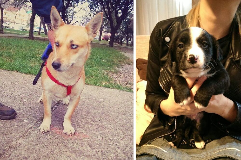 pas lutalica, Foto: Spas