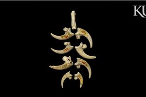 Evo od čega su neandertalci pravili nakit