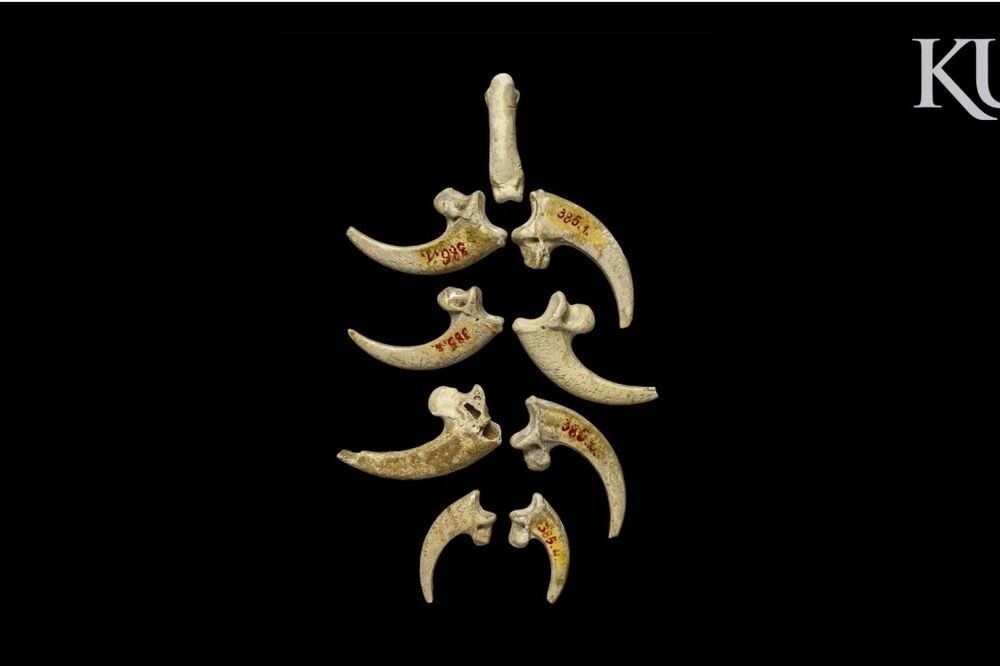 Nakit neandertalci, Foto: Screenshot (YouTube)