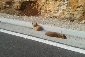 Na magistrali Nikšić-Žabljak, jedan pas danima leži pored mrtvog...