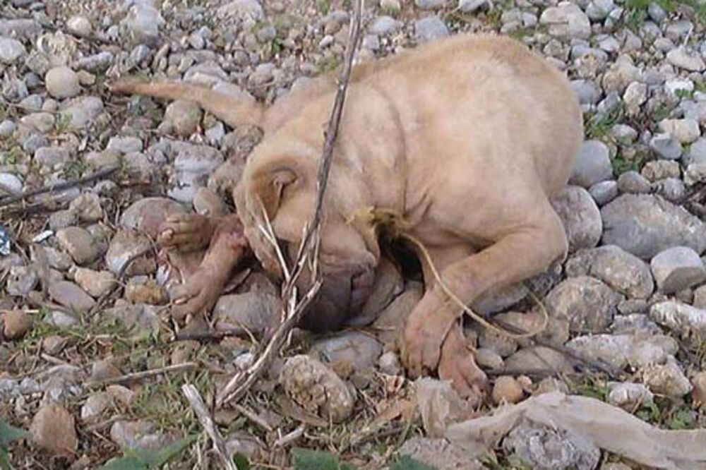 mučenje životinja, Foto: Facebook.com
