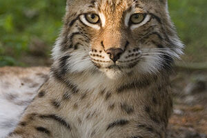 Divlji ris se vraća u Britaniju nakon 1.300 godina