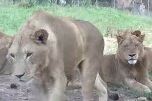 Bliski susret: Lavica zubima otvorila automobil