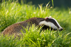 Agresivni jazavac zatvorio hotel u Stokholmu