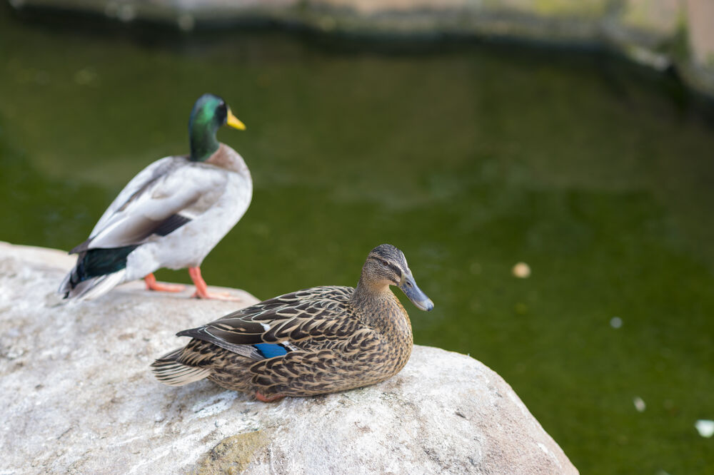 patke, Foto: Shutterstock