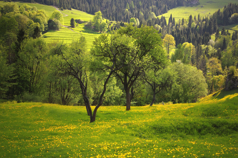 zoom zoom, priroda, livada, Foto: Shutterstock