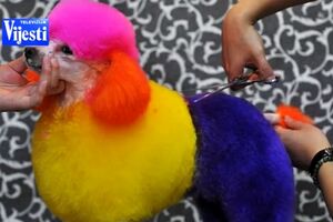 Uljepšavanje pasa od 20 do 40 eura