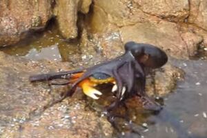 Kako izgleda napad oktopoda [VIDEO]